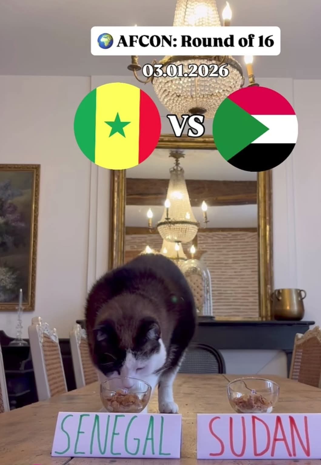 القط نيمبوس